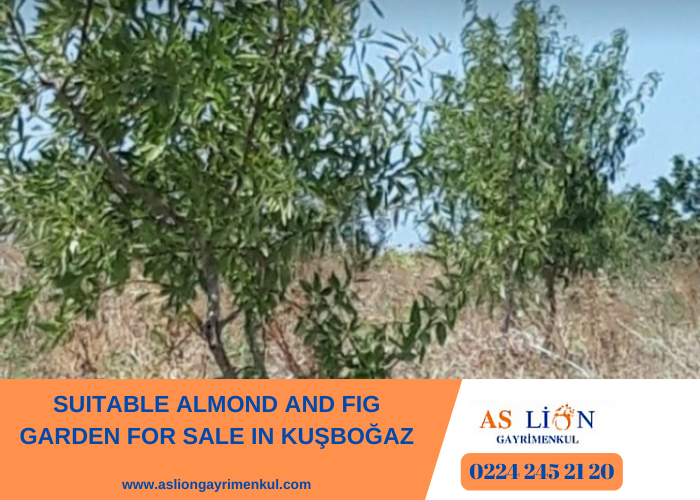SUITABLE ALMOND AND FIG GARDEN FOR SALE IN KUŞBOĞAZ
